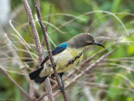 Purple rumped sunbird: male