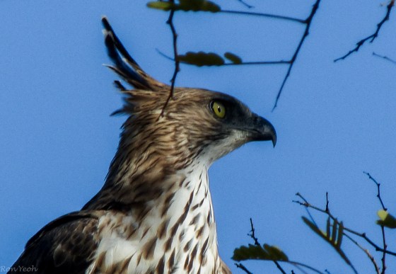 Crest standing regally