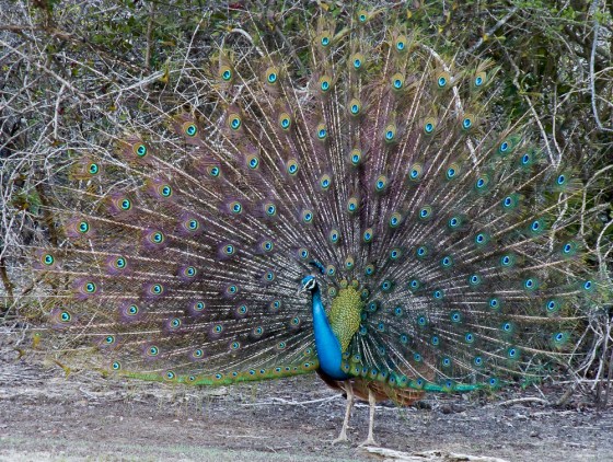 peacocks were everywhere