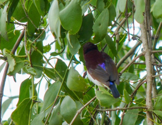 back of purple rumped sunbird showing why it's so called