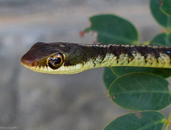 Dendralaphis tristis or the common Bronzeback..a non-venomous species