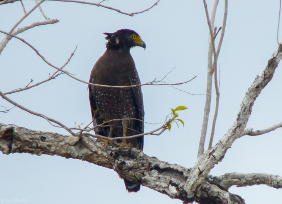 crested serpent eagle