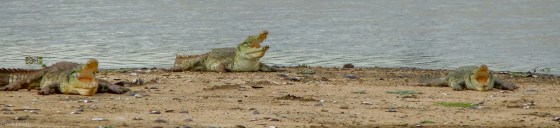 crocs were in attendance again