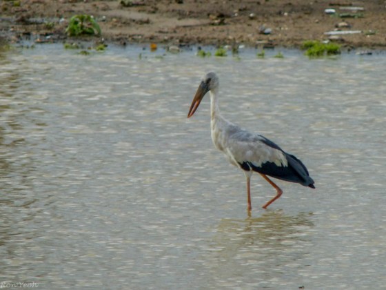 open billed stork