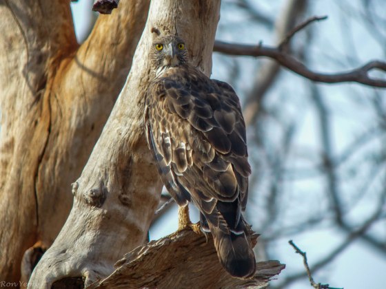 and this crested hawk eagle bade us farewell