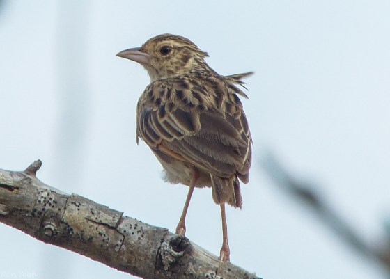 bush lark