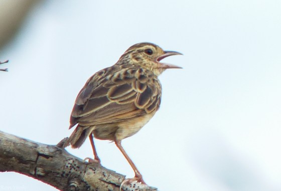 amidst all this dead desolate  wood..this bush lark sang merrily