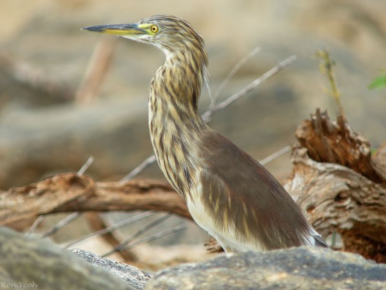 here we found an Indian Pond Heron