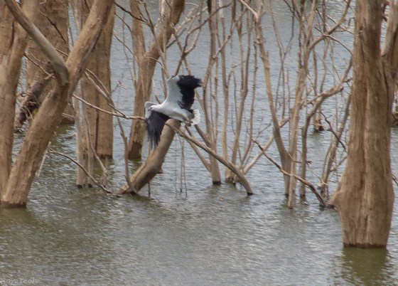 sea eagle among the trees