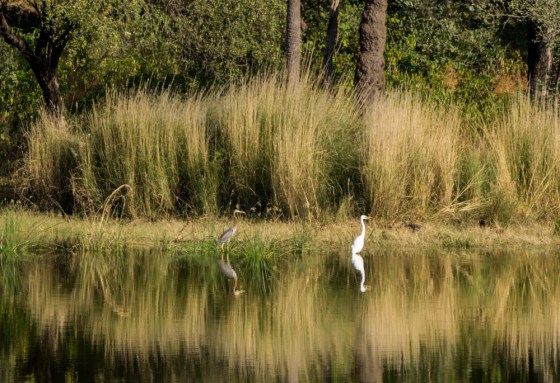 greater egret