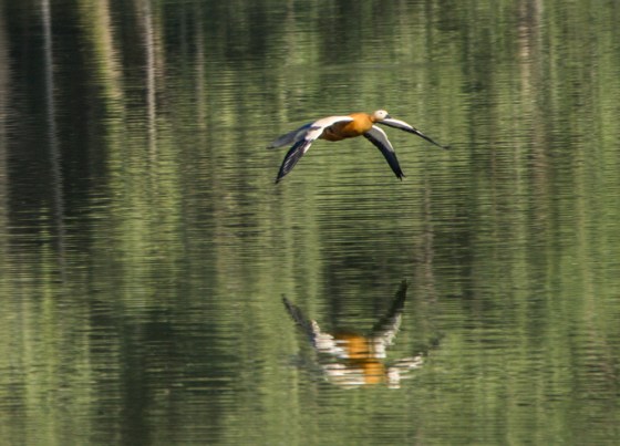 ruddy sheldrake in flight