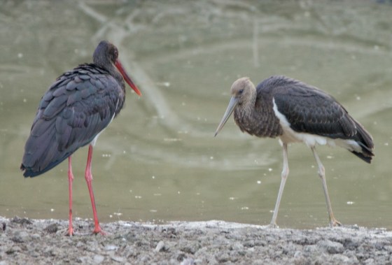black stork