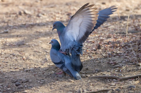 pigeons aplenty