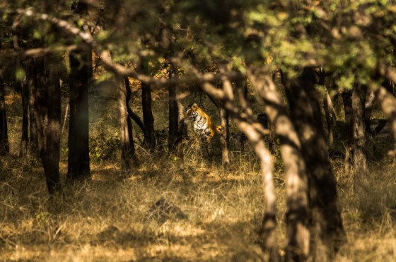 just a glimpse of the tigress' head from afar