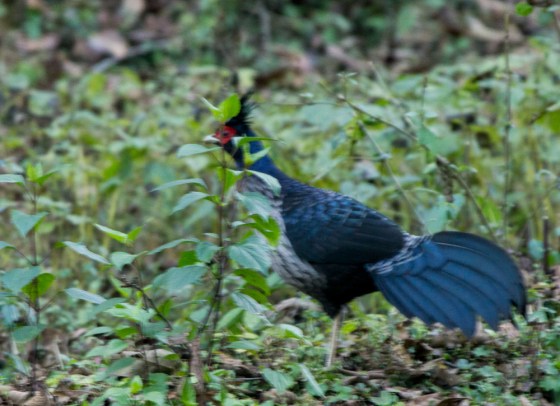 Khalij phesant: male