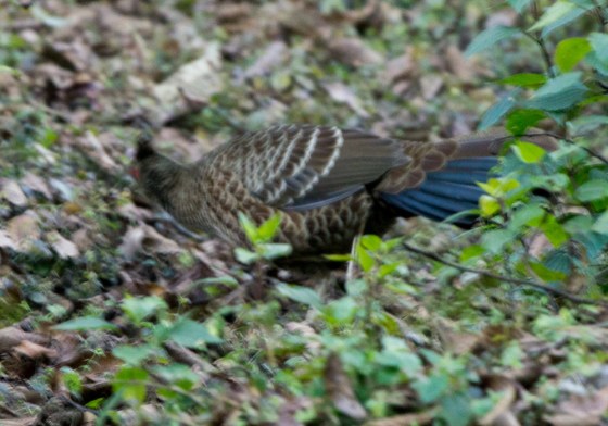 Khalij pheasant: female