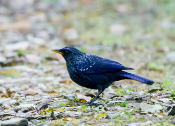 this magnificent fellow popped up several times usually on the road..the blue whistling thrush