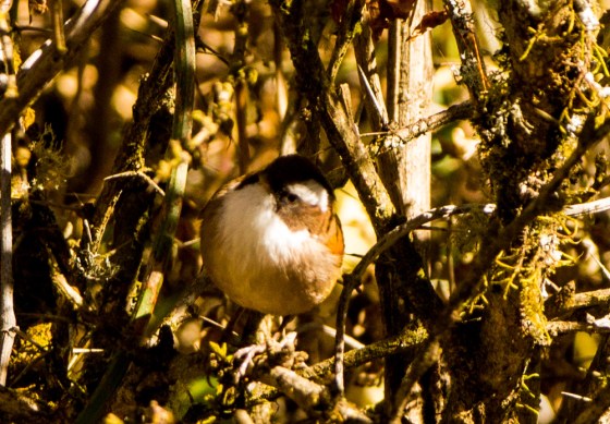 Saw this unidentifiable fellow first..