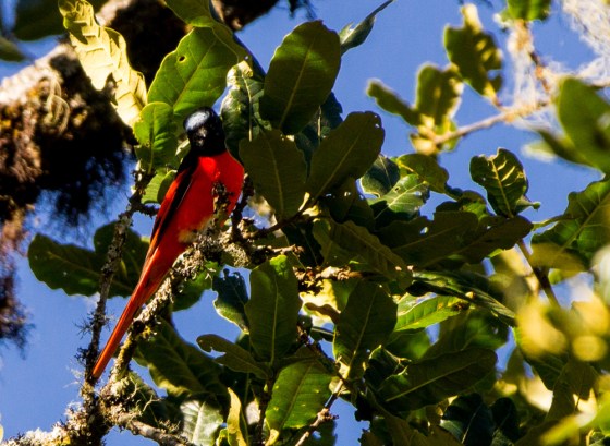 scarlet minivet