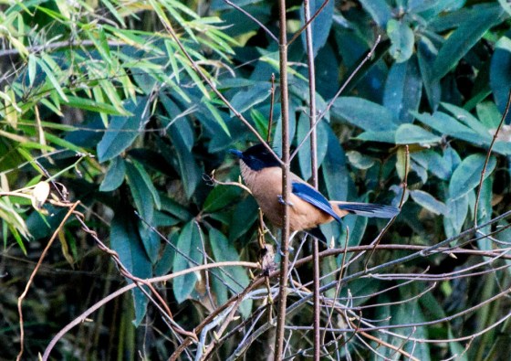 Rufous Sibia