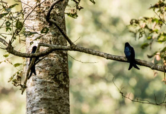 black drongos were common