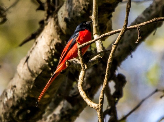 Long tailed minivet in Godawari for comparison...this is redder
