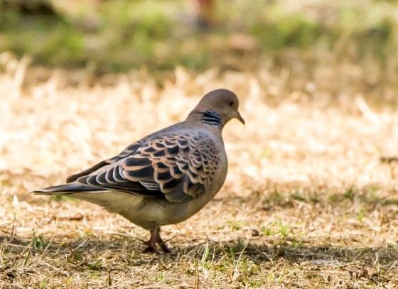 Oriental turtle dove