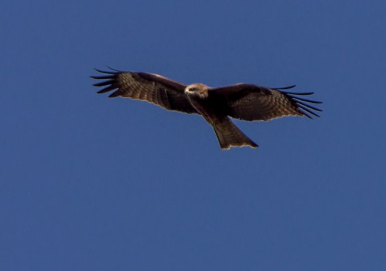 And this black kite bade us farewell..