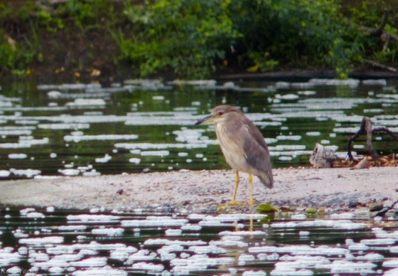 Javan pond heron : non breeding plumage
