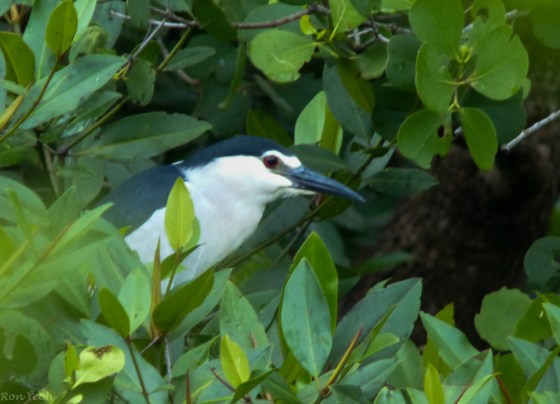 Black crowned night heron...a lifer