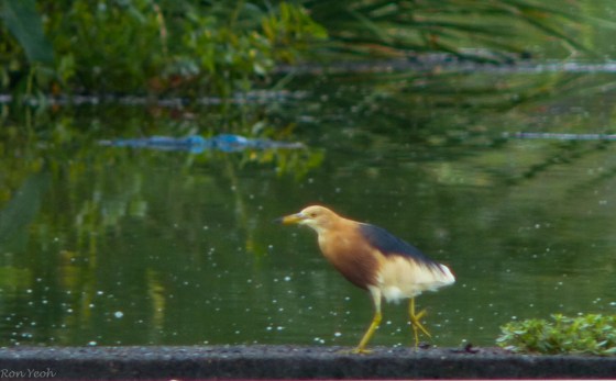 Breeding plumage Jvan pond heron