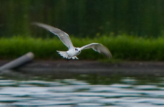 the terns were very active...