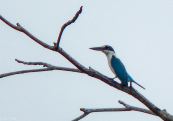 white throated kingfisher