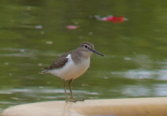 sandpiper