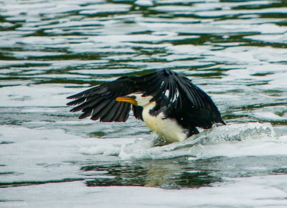 little pied cormorant landing in the water..another lifer
