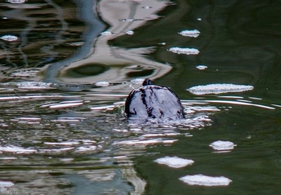 then the dive to catch fish