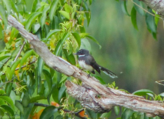 pied fantail