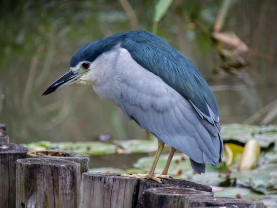 the black capped night heron was easy to see, very tame and quite beautiful