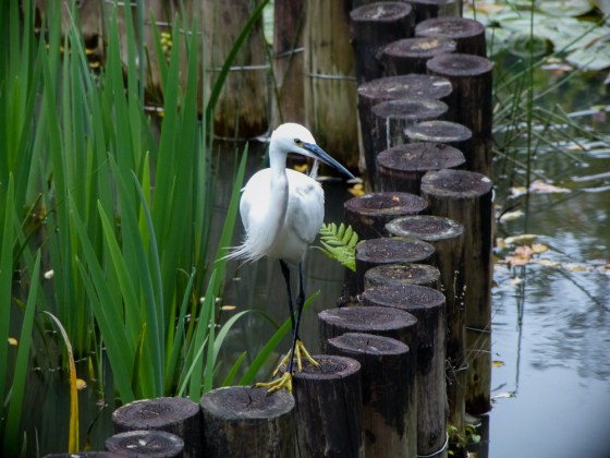 intermediate egret