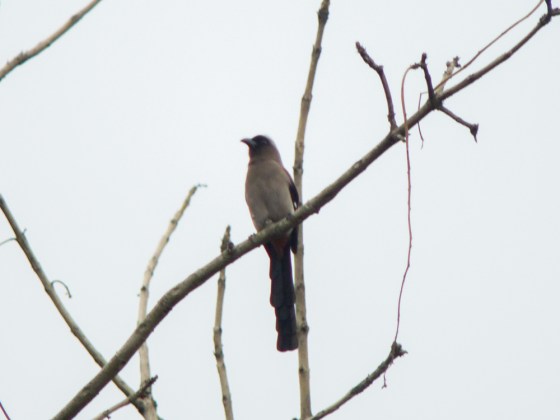 A poor shot of the grey treepie in the dull early morning light