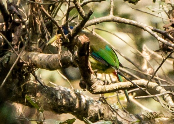 And then I saw this largish bird skulking among the branches from afar....brilliant green