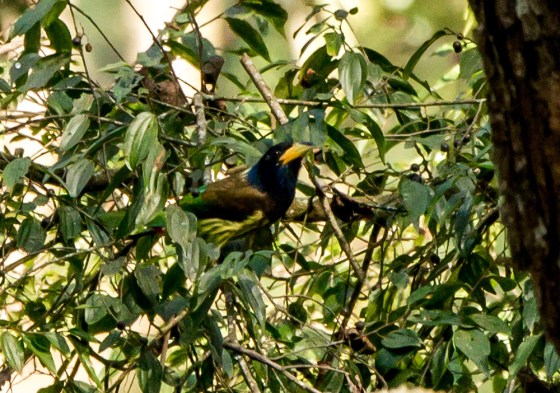 And it turned and showed itself to be a Great Barbet...just beautiful