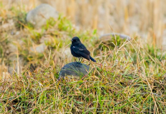 as did a pied bushchat