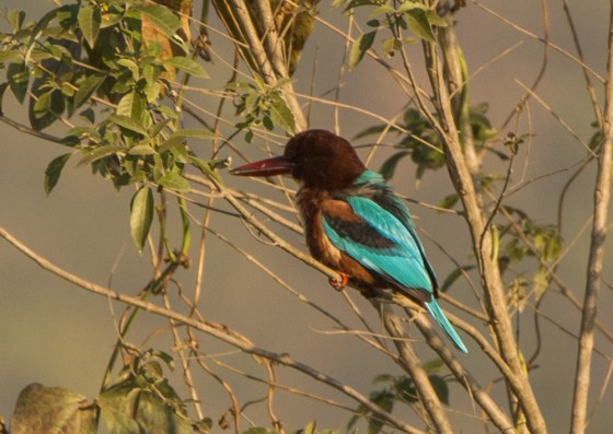white throated kingfisher