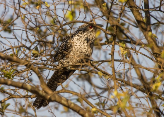 female Asian Koel with red eye