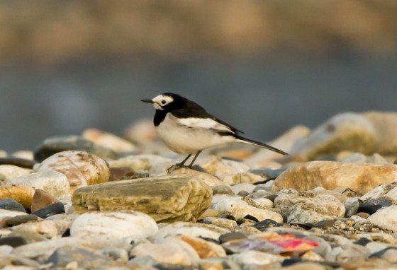 White wagtail