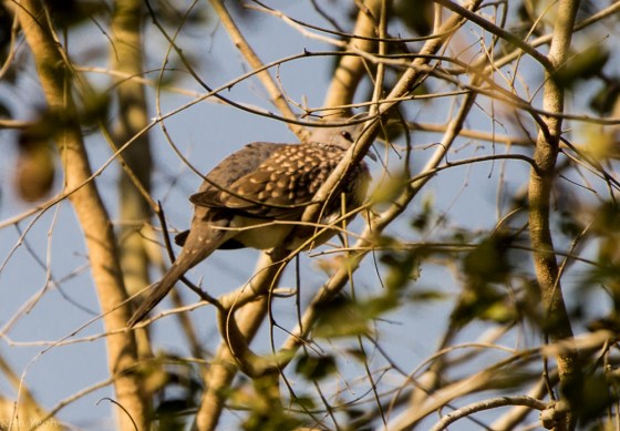 spotted dove