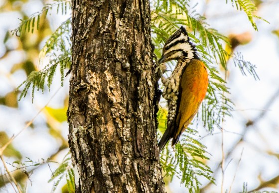 A Himalayan flameback woodpecker appeared
