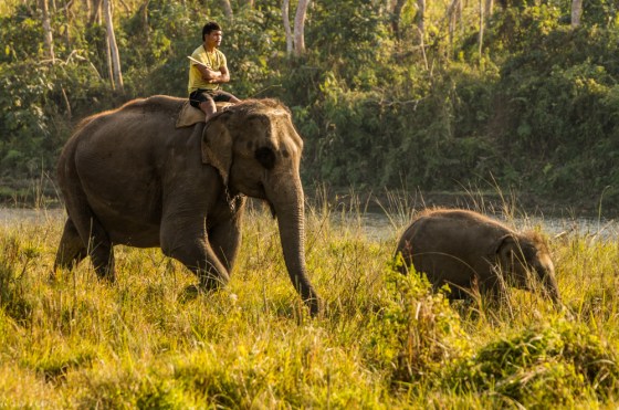 and this this jumbo with calf elephant showed up...