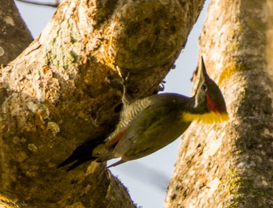 followed by a yellow naped woodpecker
